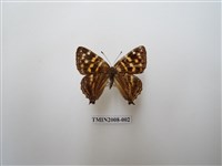 藏品(銀紋尾蜆蝶　北台灣亞種)的圖片